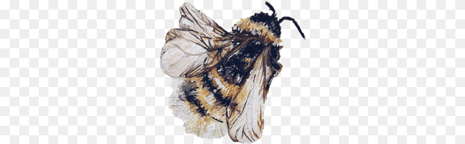 Animal Tumblr Aesthetic Bee Apidae, Insect, Invertebrate, Bumblebee Free Transparent Png