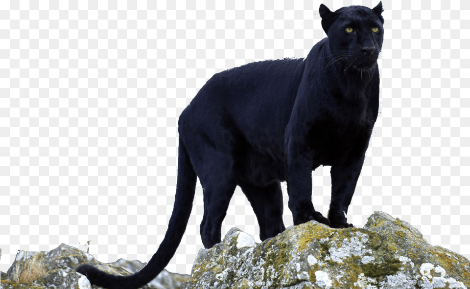 Transparent Animals Black Panther Panther, Animal, Mammal, Wildlife, Cat Png Image