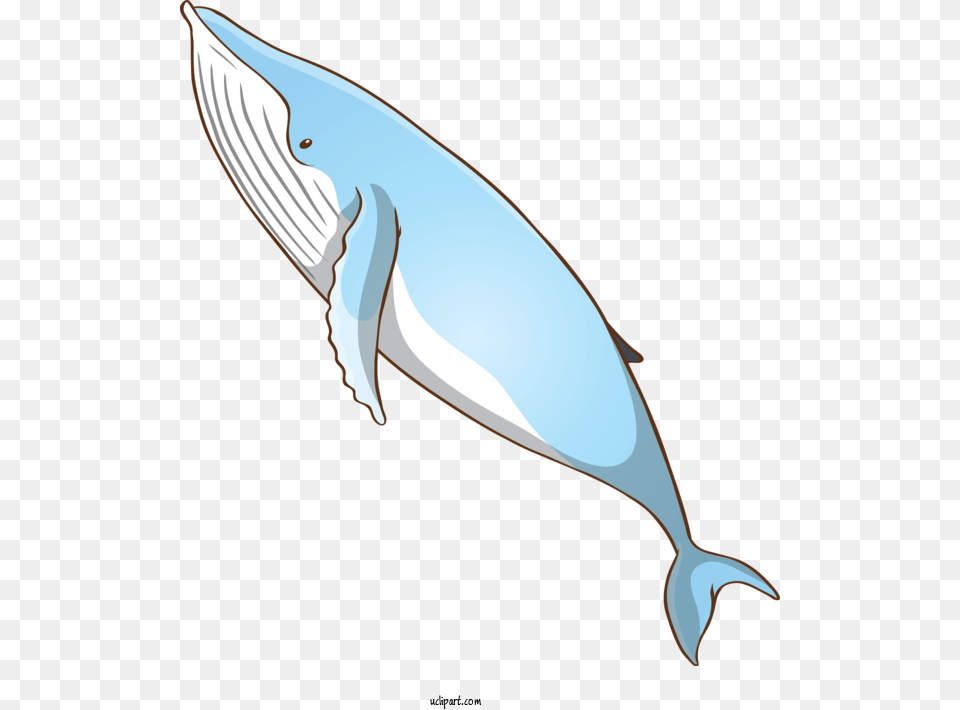 Transparent Animals Fin Bottlenose Dolphin Blue Whale Whale, Animal, Mammal, Sea Life, Fish Free Png