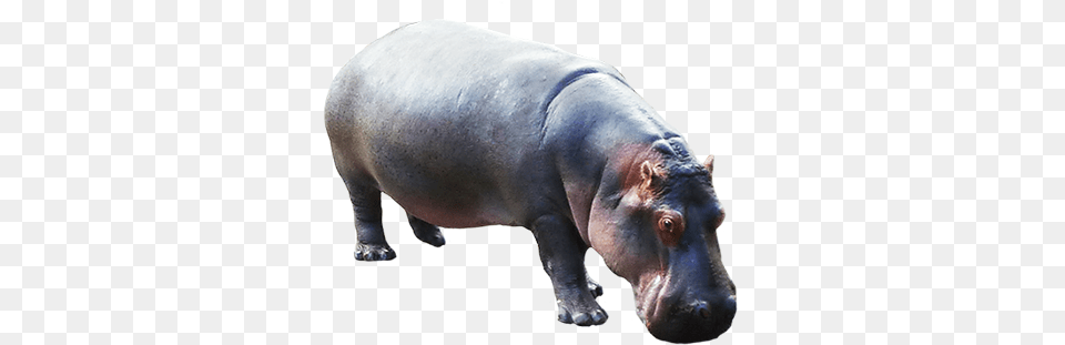 Transparent Animals Hippopotamus Hippo, Animal, Mammal, Wildlife, Fish Png