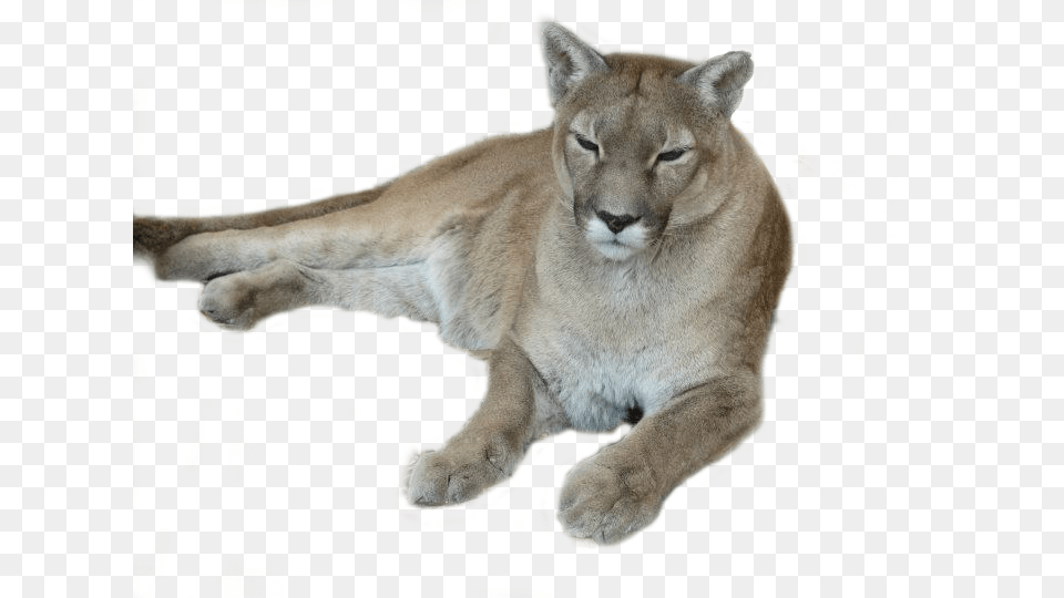 Transparent Animals Puma Lion, Animal, Mammal, Wildlife, Cougar Png