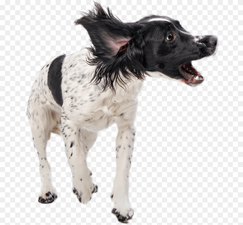 Transparent Annoying Dog Transparent Dog Playing, Animal, Canine, Mammal, Pet Png