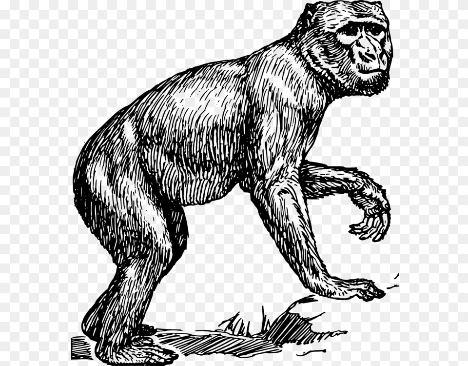 Transparent Ape Ape Clipart Black And White, Gray Free Png