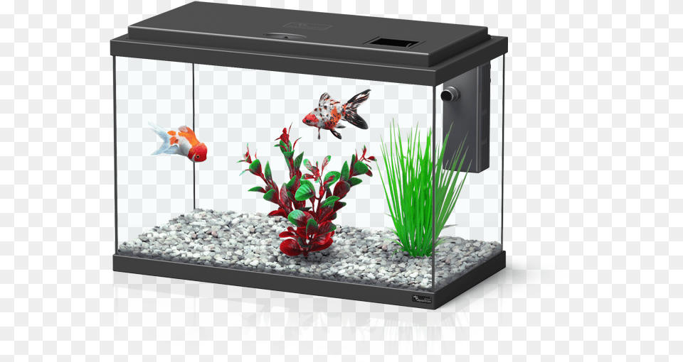 Aquarium Aquatlantis Funny Fish, Animal, Sea Life, Water, Plant Free Transparent Png