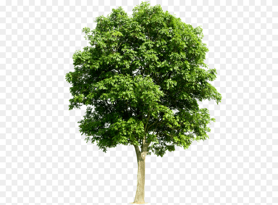 Transparent Arbol Apple Tree Without Fruit, Maple, Oak, Plant, Sycamore Free Png