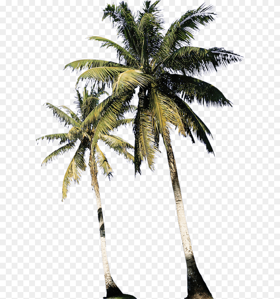 Transparent Arboles Animados, Palm Tree, Plant, Summer, Tree Free Png