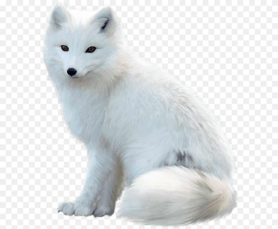 Transparent Arctic Fox Arctic Fox White Background, Animal, Canine, Dog, Mammal Png