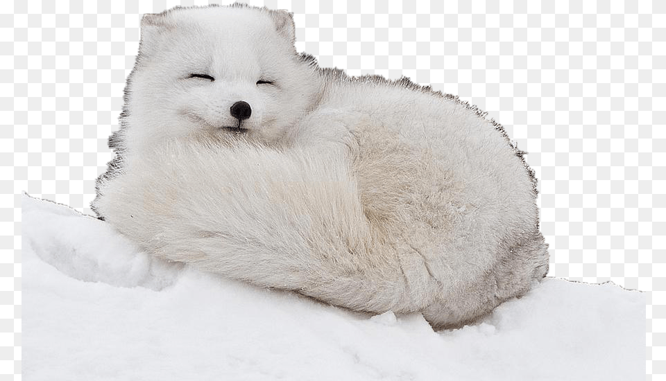 Transparent Arctic Fox Cute Baby Arctic Fox, Animal, Mammal, Wildlife, Canine Free Png