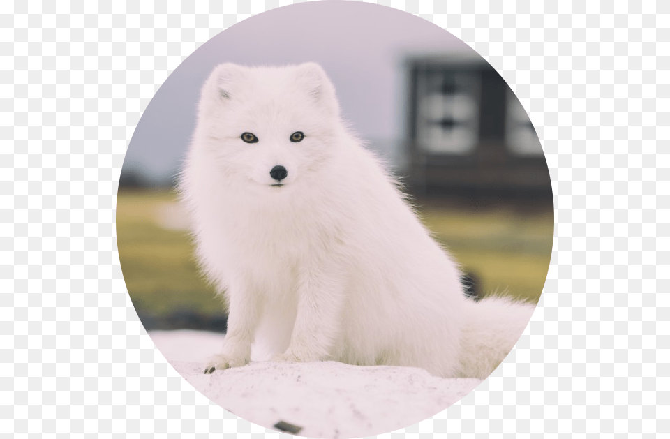 Transparent Arctic Fox White Fox, Animal, Canine, Dog, Mammal Free Png Download