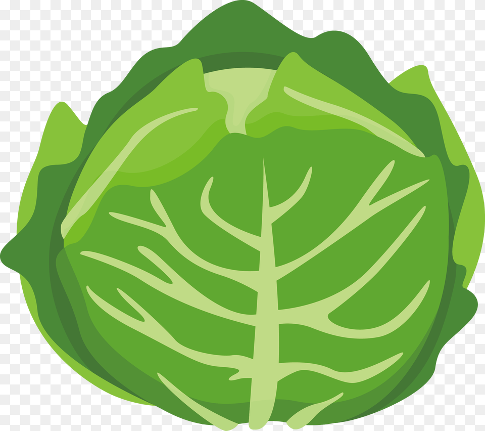 Transparent Asian Fan Clipart Cabbage Cartoon, Leafy Green Vegetable, Food, Vegetable, Produce Png Image