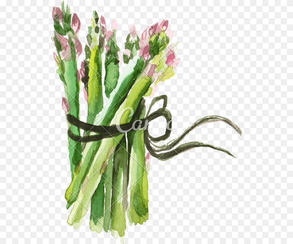 Transparent Asparagus Asparagus Watercolor, Art, Floral Design, Flower, Flower Arrangement Png Image