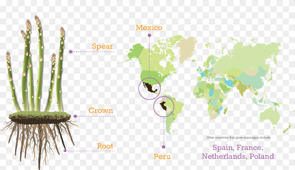 Asparagus Second Largest Religion By Country Map, Chart, Plot, Plant, Food Free Transparent Png