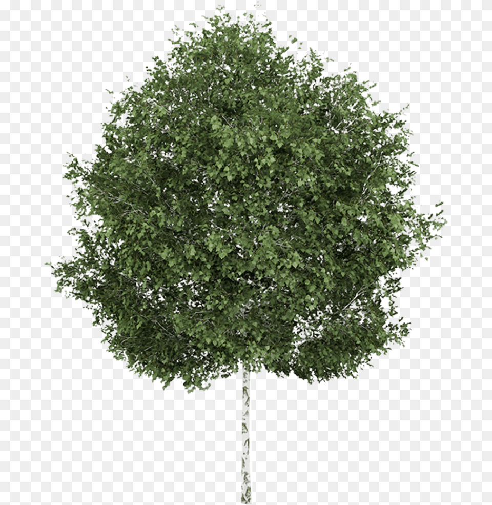 Transparent Aspen Tree Clipart Silver Birch Tree, Oak, Plant, Sycamore, Maple Png Image