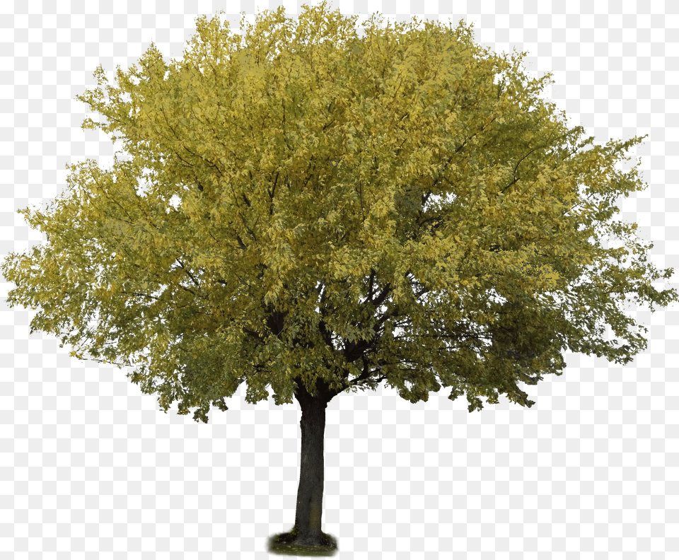 Transparent Aspen Tree Olive Trees Transparent Background, Disk Png Image