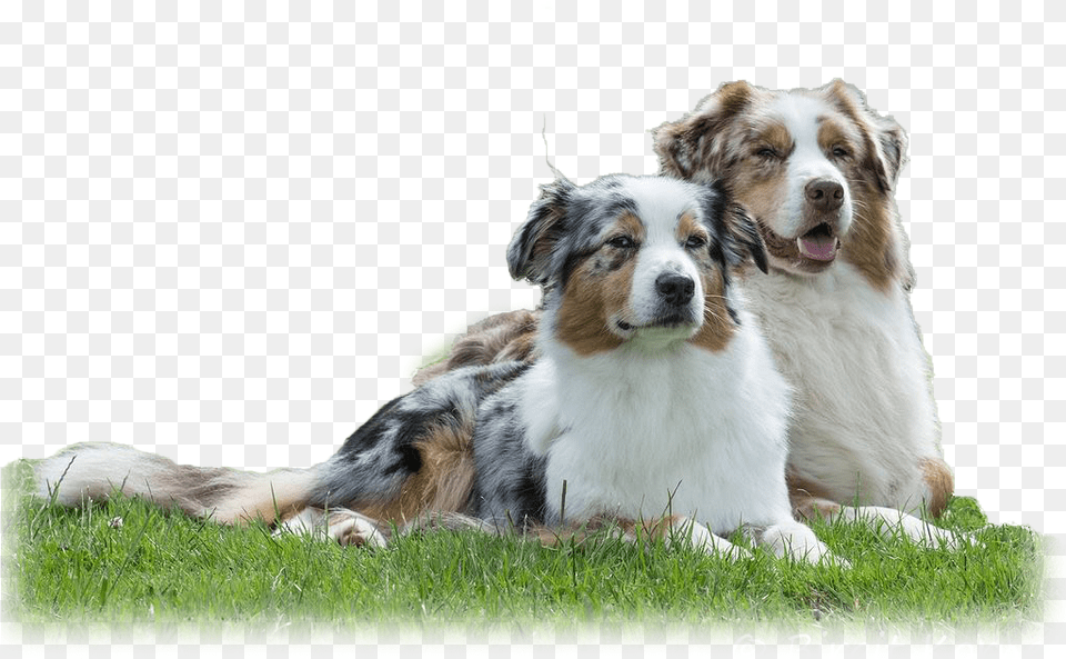 Transparent Australian Shepherd Australian Shepherd, Plant, Grass, Animal, Canine Png