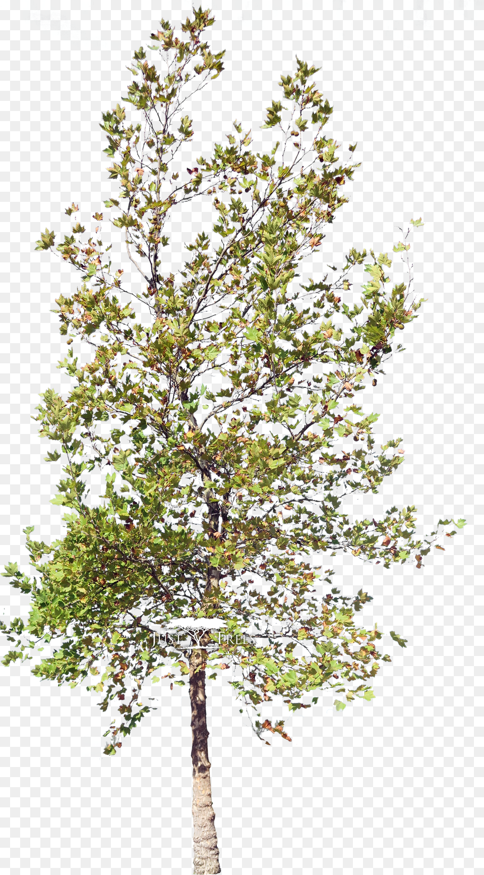 Transparent Autumn Png Image