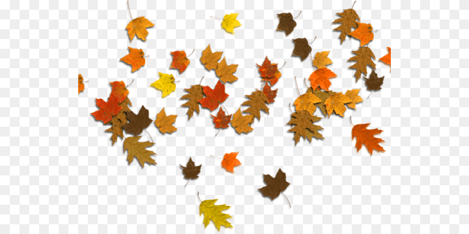 Transparent Autumn Border Leaf Hd In Brown Colour, Maple, Plant, Tree, Maple Leaf Free Png Download