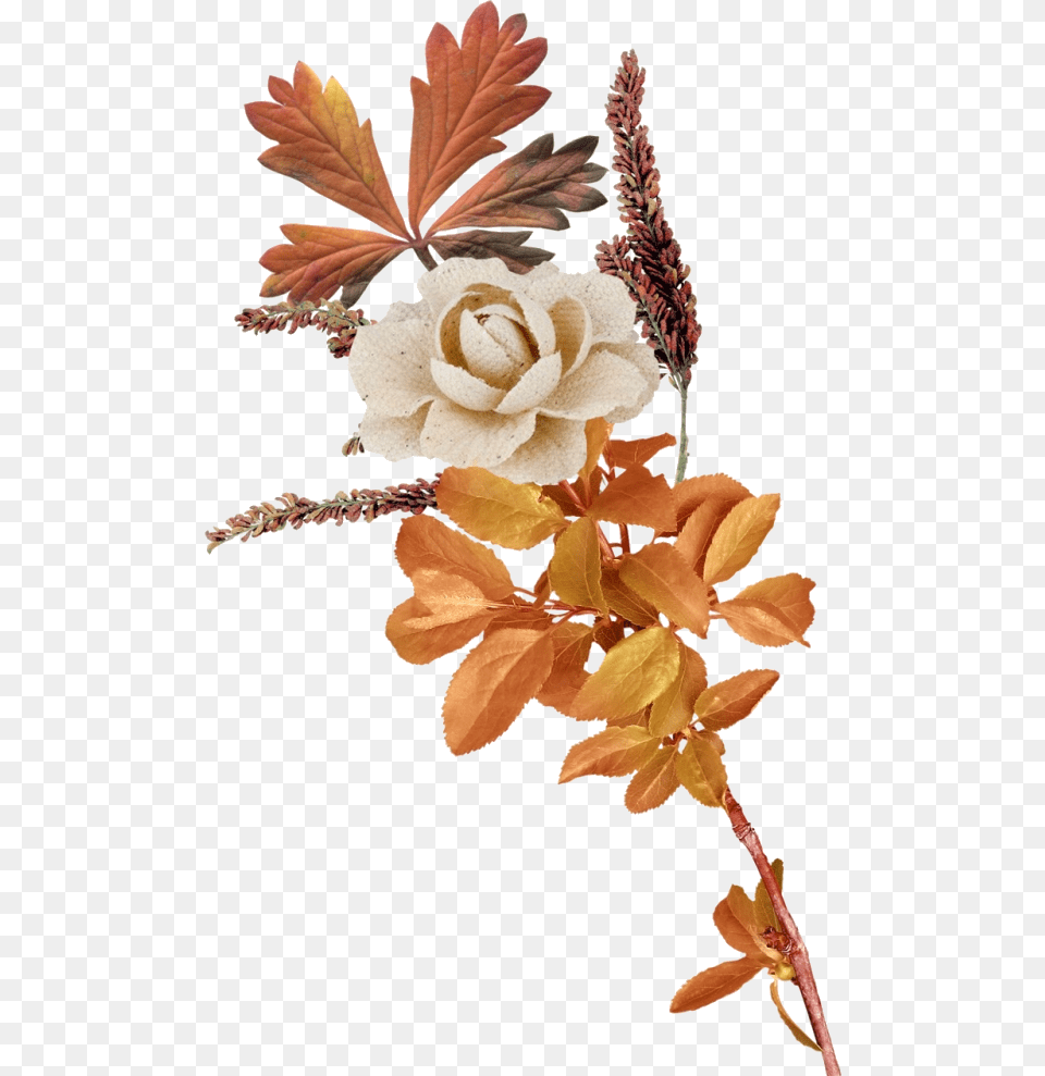 Transparent Autumn Flower Transparent Autumn Flowers Clip Art, Graphics, Floral Design, Flower Arrangement, Rose Free Png
