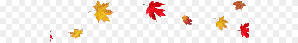 Autumn Leaf Border, Plant, Tree, Maple, Maple Leaf Free Transparent Png