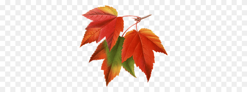 Autumn Leaves Falling, Leaf, Maple, Plant, Tree Free Transparent Png