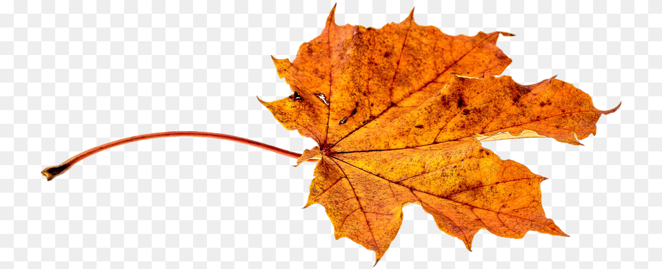 Autumn Leaves Falling, Leaf, Maple, Plant, Tree Free Transparent Png