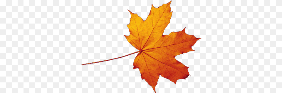 Transparent Autumn Leaves Falling Autumn Leaf Transparent Background, Plant, Tree, Maple, Maple Leaf Free Png Download