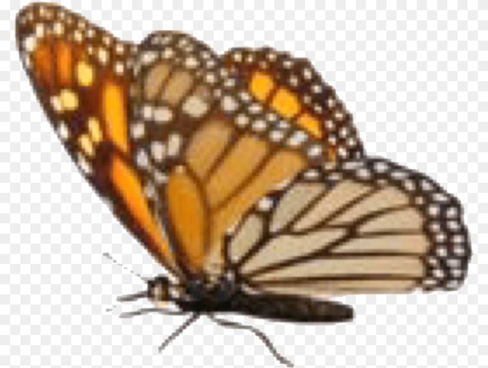 Transparent Autumn Monarch Butterfly, Animal, Insect, Invertebrate, Reptile Png Image