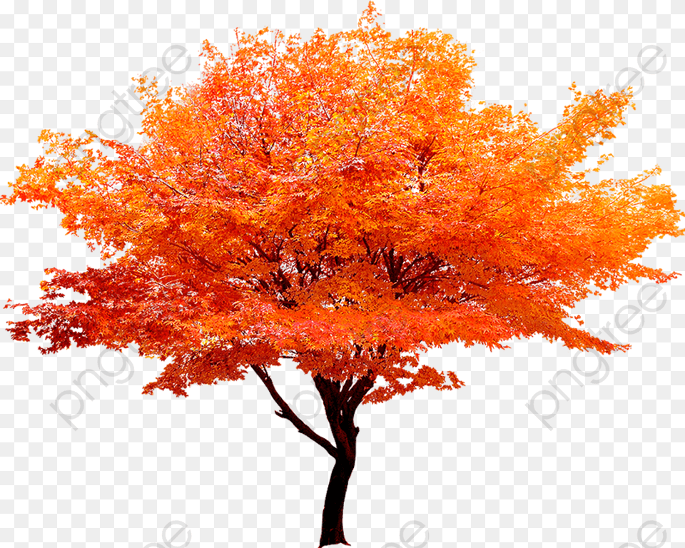 Transparent Autumn Tree, Leaf, Maple, Plant Png
