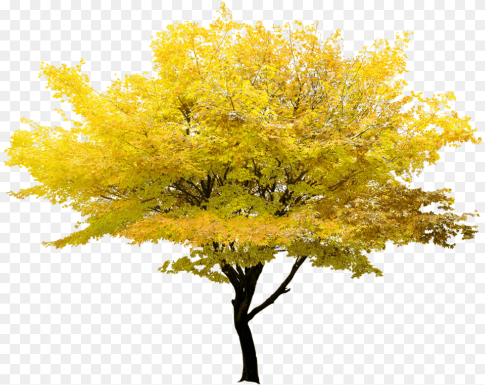 Transparent Autumn Tree Flower Tree Transparent Background, Leaf, Maple, Plant Png