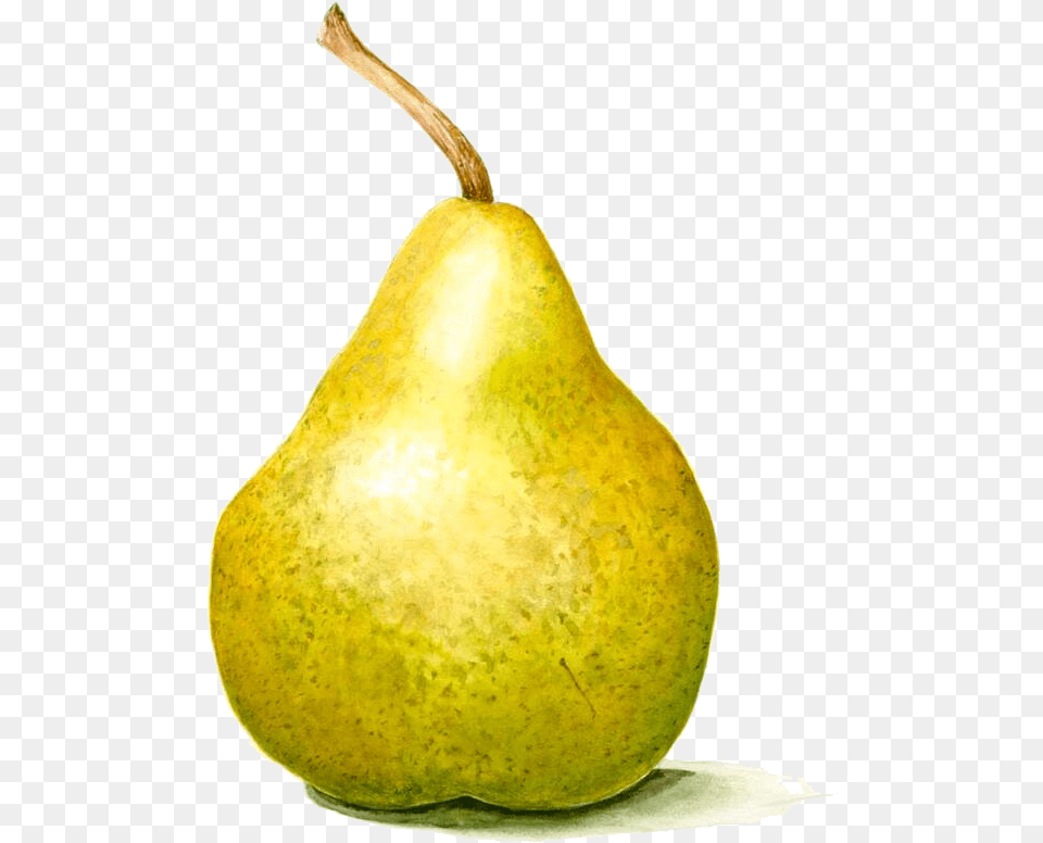 Transparent Avacado Clipart Photography Still Life Pear, Food, Fruit, Plant, Produce Free Png