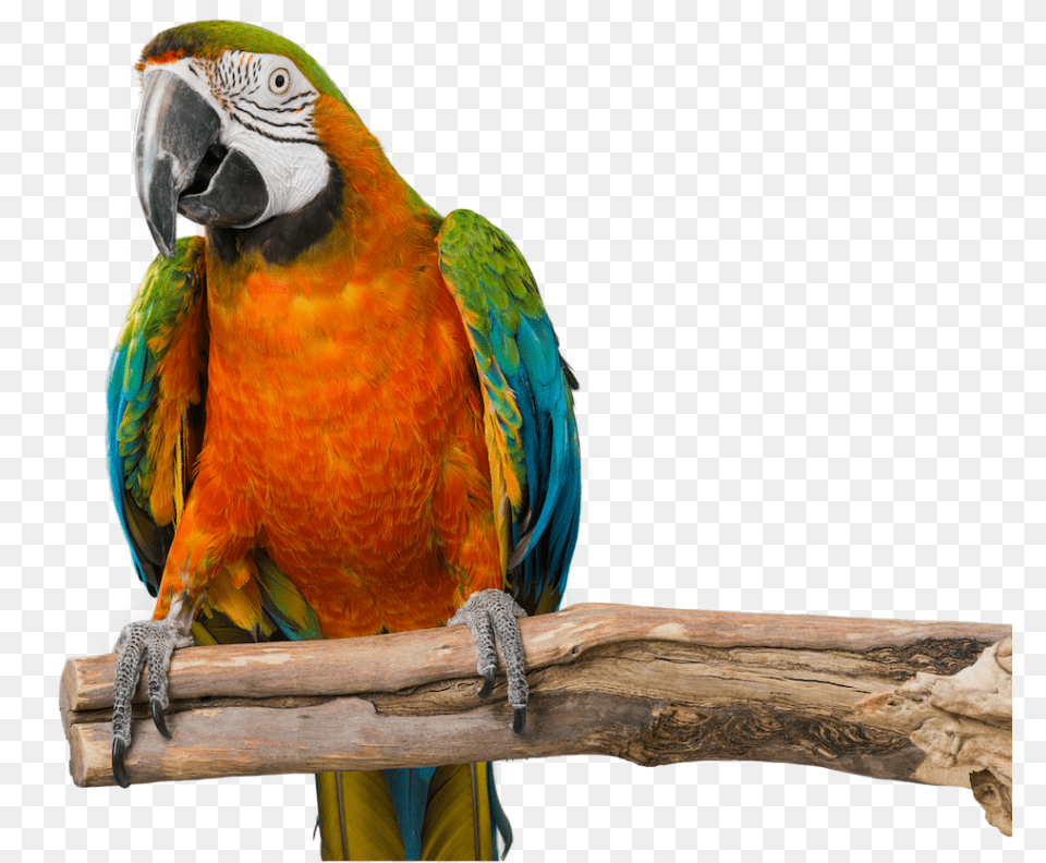 Transparent Baby Bird Macaw, Animal, Parrot Free Png