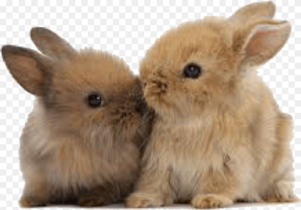 Transparent Baby Bunny Cute Baby Bunny, Animal, Mammal, Rabbit, Rat Png Image