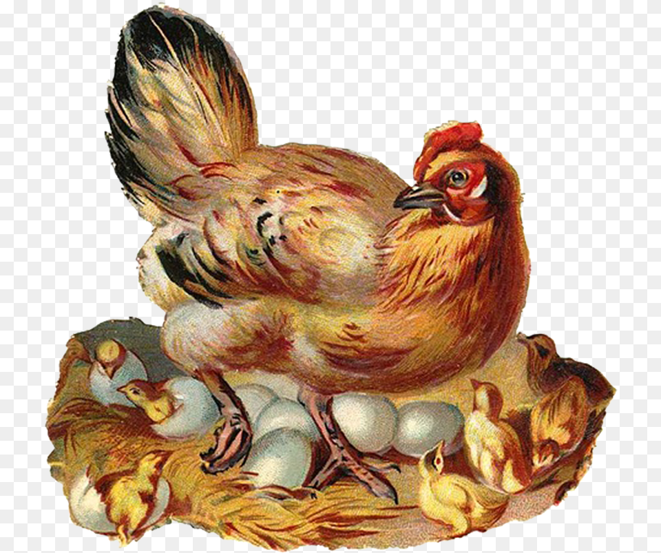 Transparent Baby Chicks Clipart, Animal, Bird, Chicken, Fowl Png Image