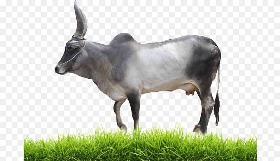 Transparent Baby Cow Indian Cow Images Hd, Animal, Bull, Cattle, Livestock Png Image