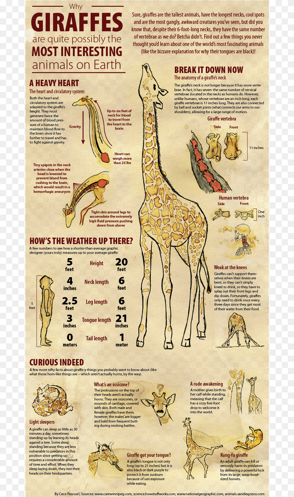 Transparent Baby Giraffe Infografia De La Jirafa, Person, Text, Animal, Mammal Free Png