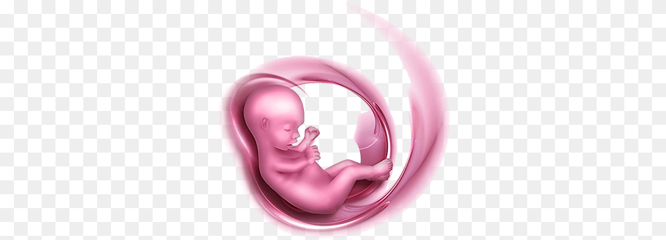 Transparent Baby In Womb Baby In The Womb Transparent, Person Png