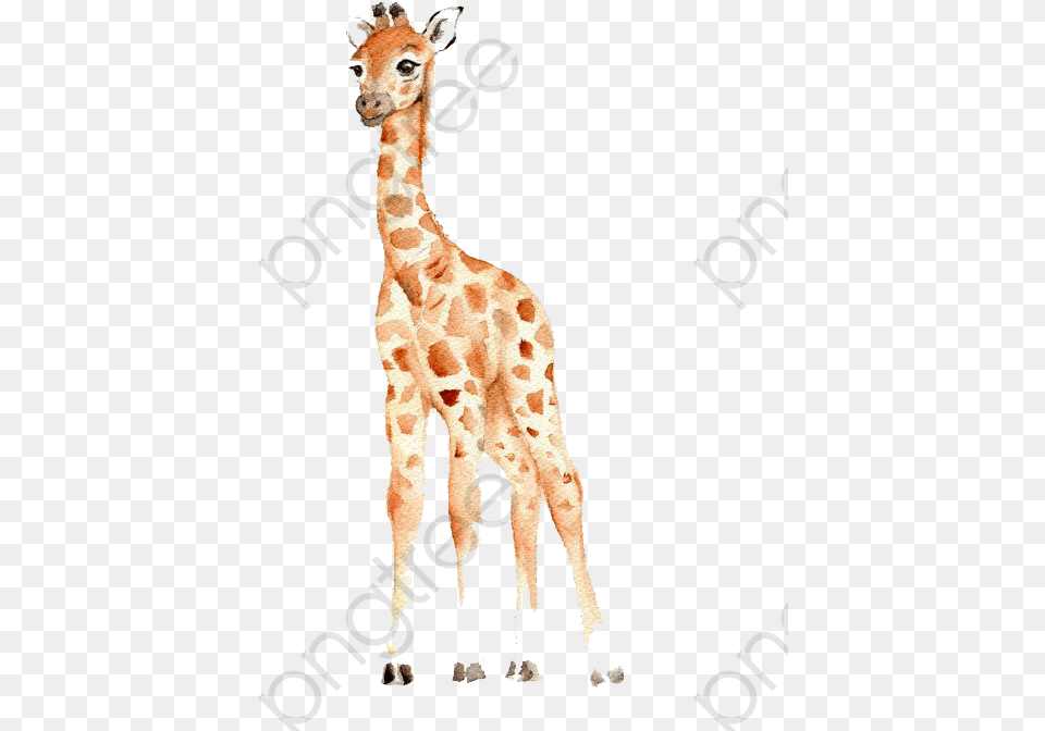 Transparent Baby Shower Clipart Baby Giraffe Watercolor Clipart, Animal, Mammal, Wildlife Free Png