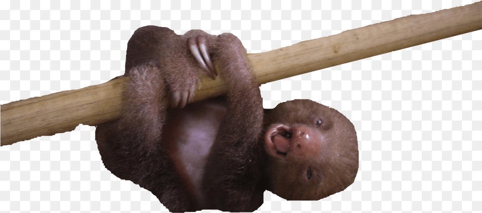 Transparent Baby Sloth, Animal, Mammal, Adult, Male Free Png Download