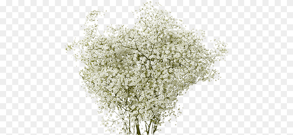 Baby39s Breath, Flower, Plant Free Transparent Png