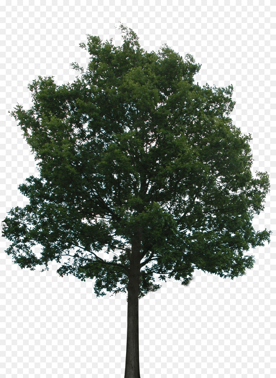 Transparent Background 3100 Lake Minneapolis Mn, Oak, Plant, Sycamore, Tree Png