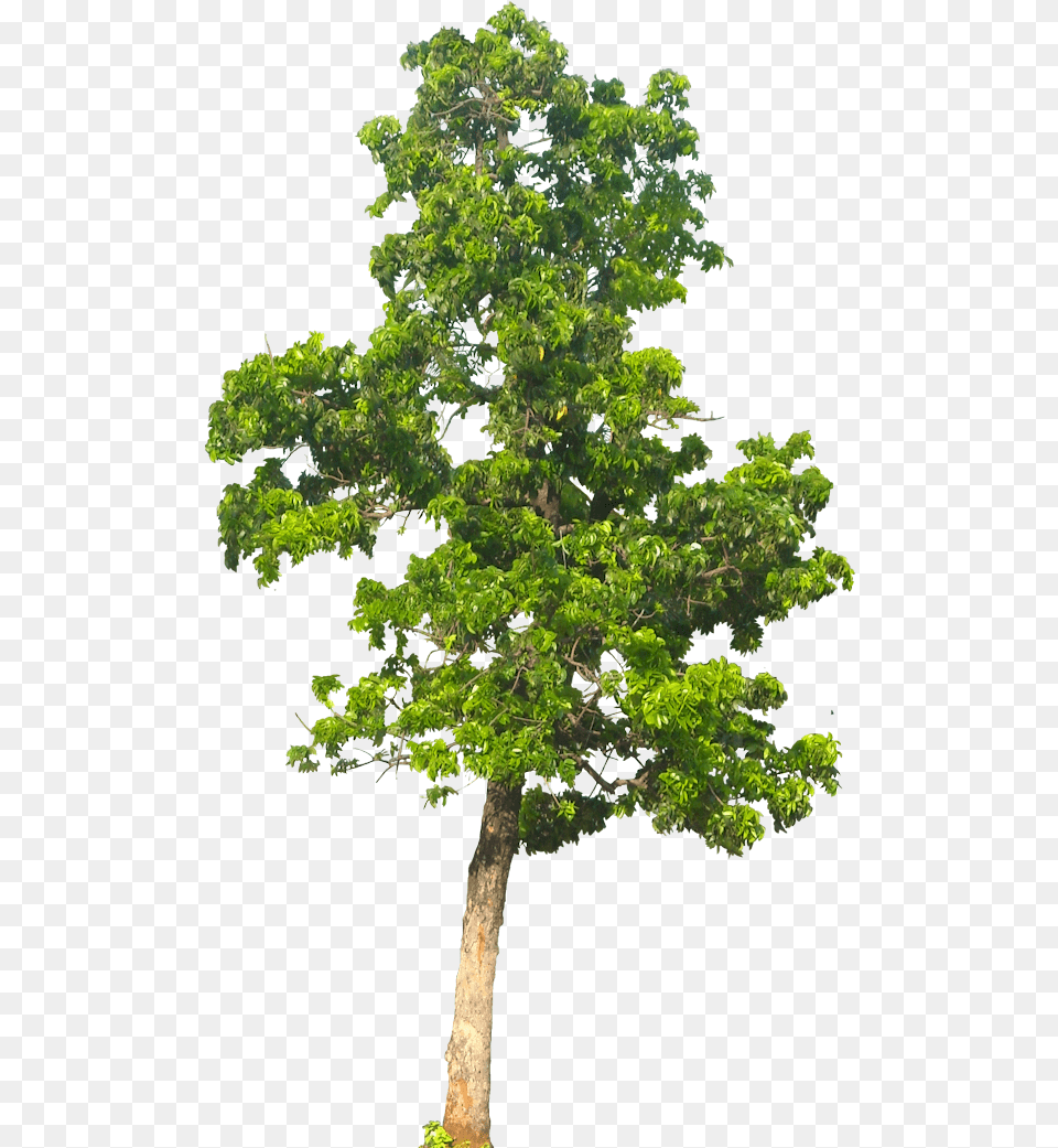 Transparent Background 4 Trees, Green, Oak, Plant, Sycamore Png Image