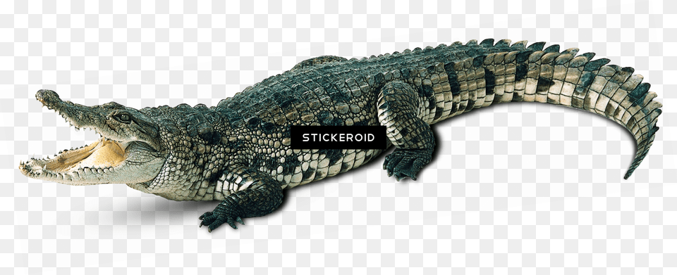 Background Alligator, Animal, Lizard, Reptile, Crocodile Free Transparent Png