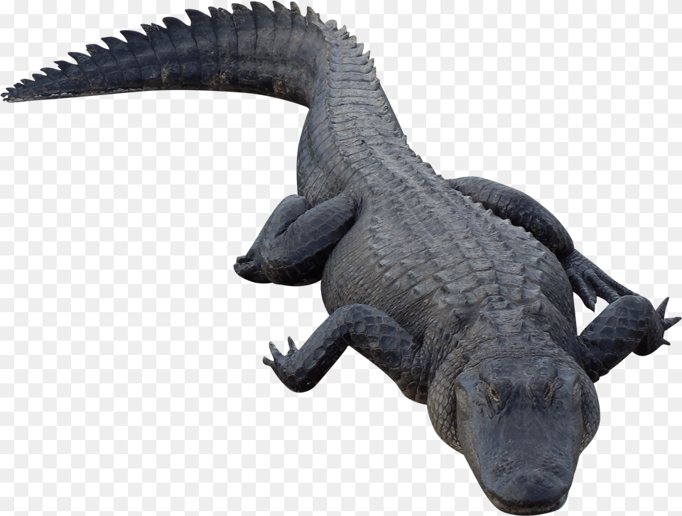 Transparent Background Alligators Png Image