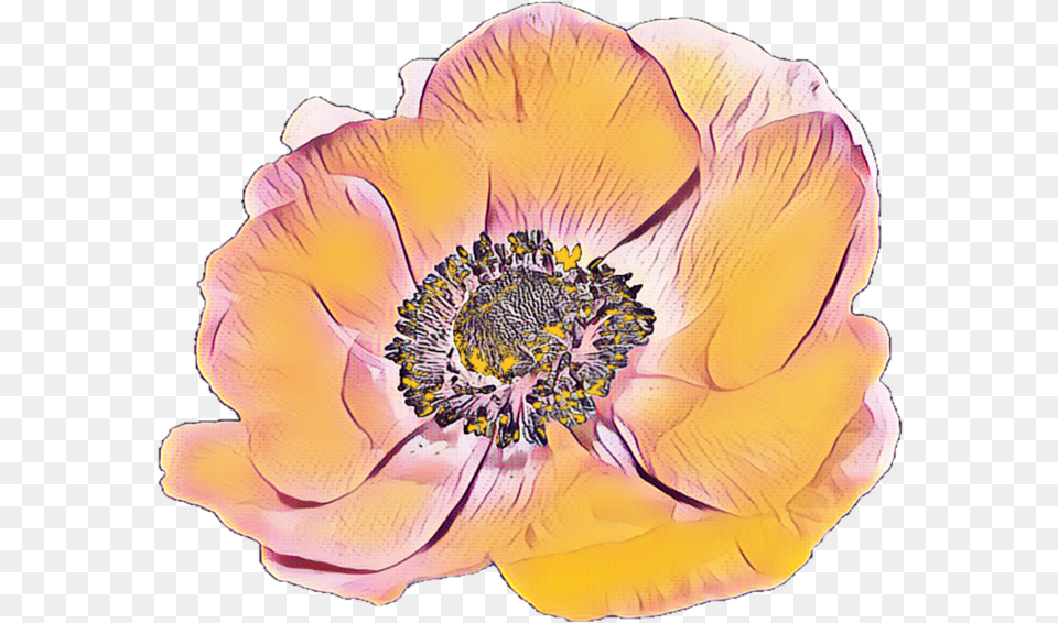 Transparent Background Anemone, Anther, Flower, Petal, Plant Png Image