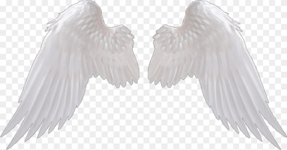 Transparent Background Angel Wings, Animal, Bird, Flying, Vulture Png Image