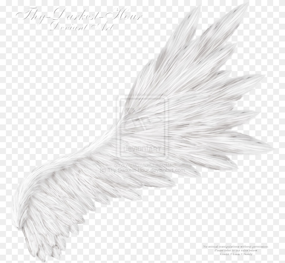 Transparent Background Angel Wings Realistic, Animal, Bird, Eagle, Accessories Png