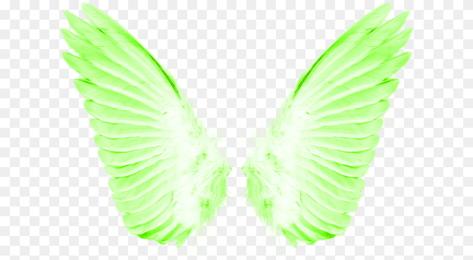 Transparent Background Angel Wings Transparent, Animal, Insect, Invertebrate Free Png