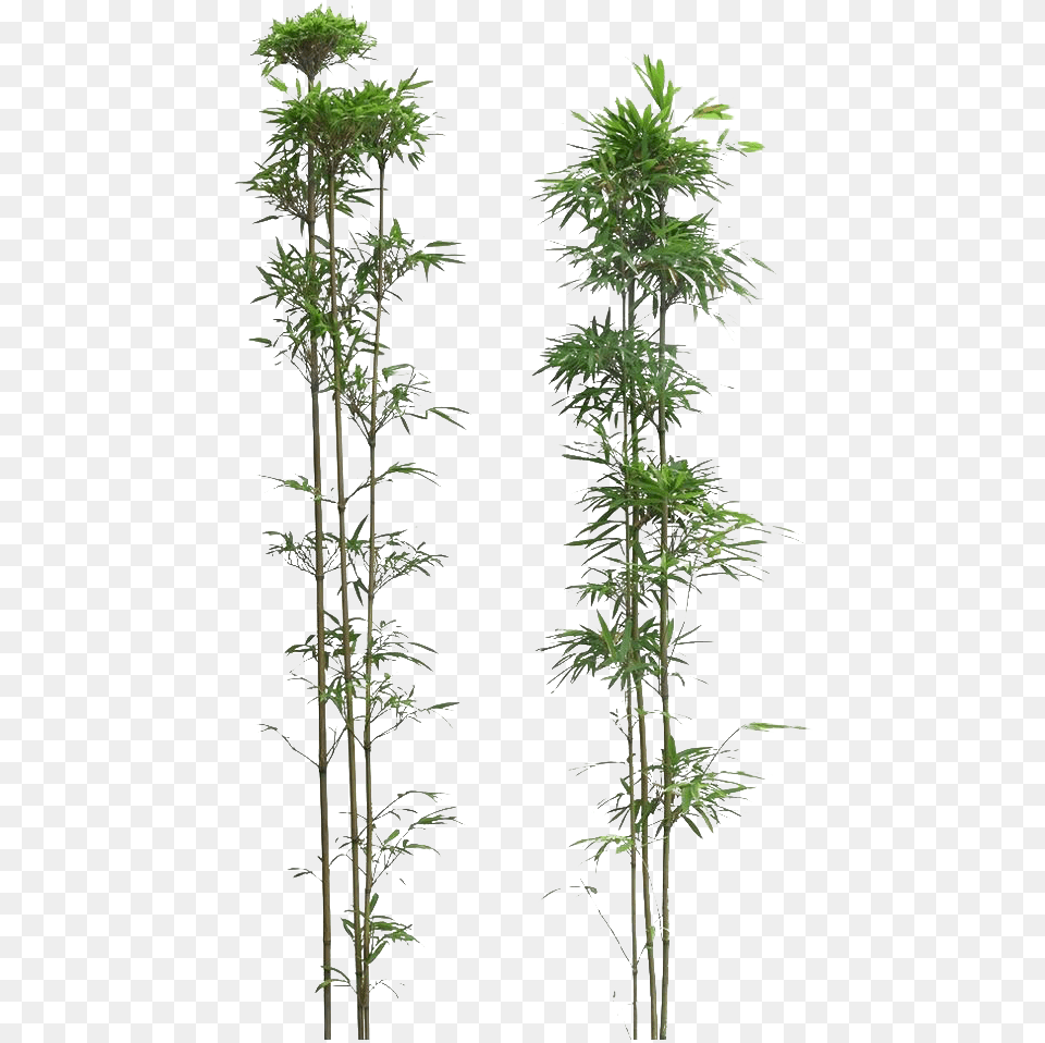 Transparent Background Bamboo, Plant, Tree, Potted Plant, Green Free Png