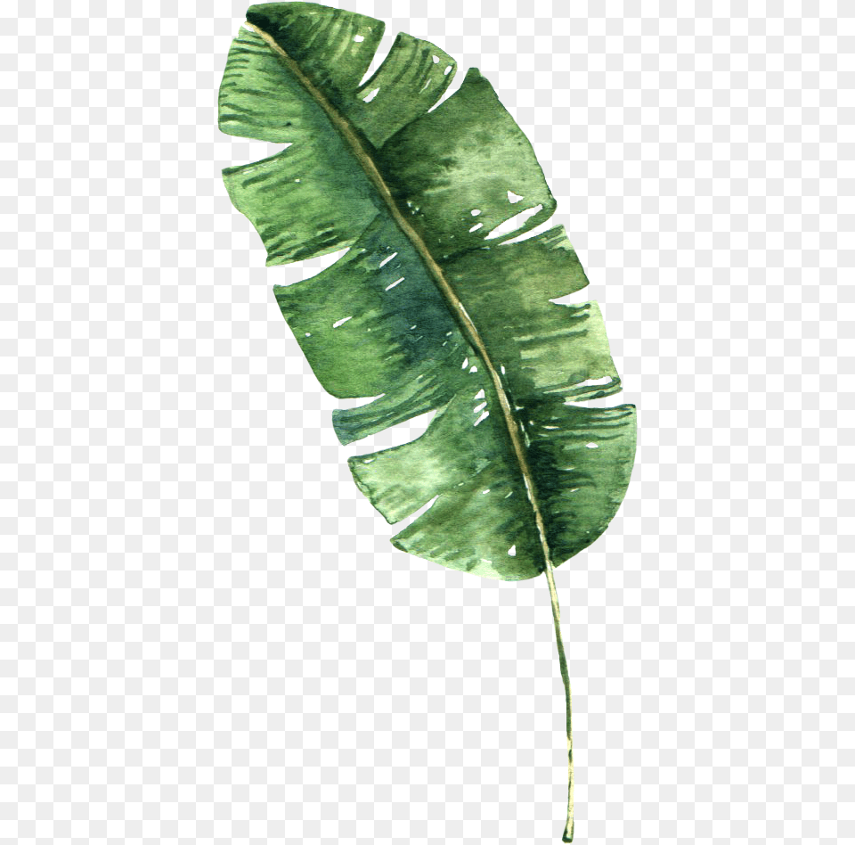Transparent Background Banana Leaves Clipart, Leaf, Plant, Person Png