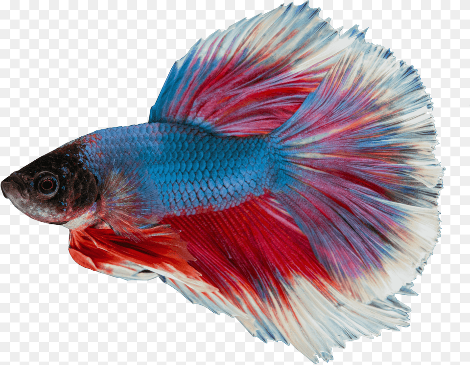 Background Betta Fish, Animal, Sea Life Free Transparent Png